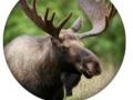 Oyun Animal Quiz 