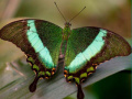 Oyun 100 Pics Quiz Online