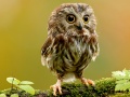 Oyun Animal Hidden Stars