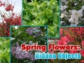 Oyun Spring Flowers: Hidden Objects