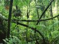 Oyun Jigsaw puzzle: Rainforest