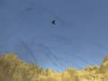 Oyun Toucan Shooter