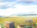 Oyun Farm Treasure