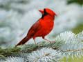 Oyun Birds Puzzle