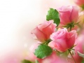 Oyun Pink Roses