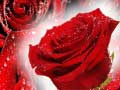 Oyun Red Roses
