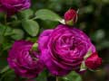 Oyun Purple Roses