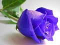 Oyun Blue Roses