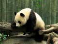 Oyun Pandas Puzzle