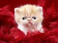 Oyun Funny Kitty