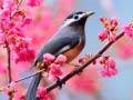 Oyun Lovable Birds