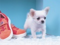 Oyun Lovely Puppy Puzzle