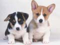 Oyun Cute Puppies Puzzle