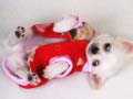 Oyun Lovely Puppy Slide