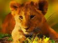 Oyun Wild Baby Animals Jigsaw