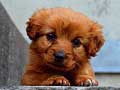 Oyun Puppy Puzzle