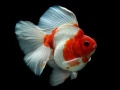 Oyun Gold Fish Jigsaw Puzzle