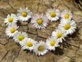 Oyun Daisy Heart Jigsaw
