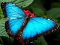 Oyun Nature Jigsaw Puzzle Butterfly