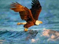 Oyun Animals Jigsaw Puzzle Eagle