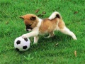 Oyun Playful Puppy Outdoor Puzzle