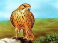 Oyun Birds of Prey Slide
