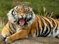 Oyun Animals Jigsaw Puzzle Tiger