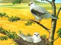 Oyun Birds Of Prey Puzzle