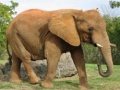 Oyun Animals Jigsaw Puzzle - Elephants