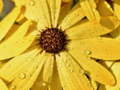 Oyun Flower Petals Raindrop Jigsaw