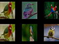 Oyun Memorize the birds