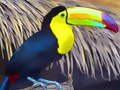 Oyun Toucan Bird Jigsaw
