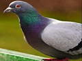 Oyun Pigeon Jigsaw Puzzle