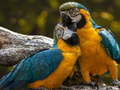 Oyun Parrot Jigsaw