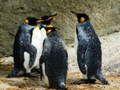 Oyun King Penguin Jigsaw