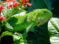 Oyun Wild Iguana