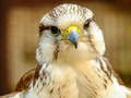 Oyun Gyrfalcon Jigsaw