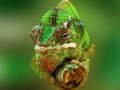 Oyun Chameleon Jigsaw