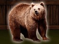 Oyun Save The Grizzly Bear