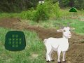 Oyun Goat Find The Child