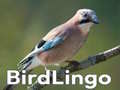 Oyun BirdLingo