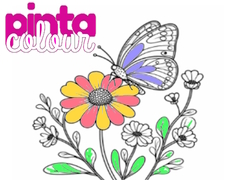 Oyun Pinta Colour