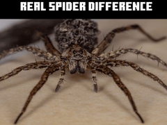 Oyun Real Spider Difference