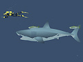 Oyun Mad Shark